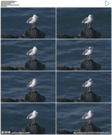 海鸥栖息在海边的岩石上