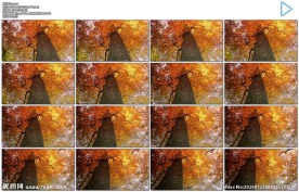 仰拍秋天金黄树叶大树