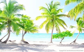 现代简约椰树背景墙