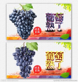 葡萄采摘园 葡萄熟了