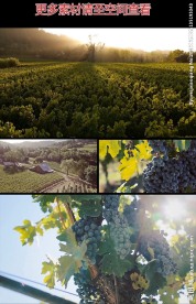 阳光照进葡萄园实拍视频素材