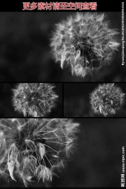 黑白风格拍摄蒲公英视频素材