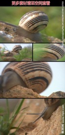 野外蜗牛爬行实拍视频素材