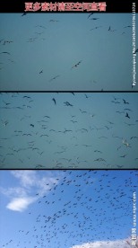 群鸟漫天飞实拍视频素材