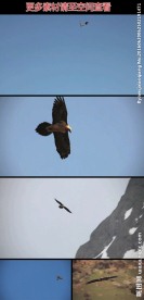 雄鹰天空自由飞翔实拍视频素材