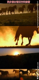 夕阳下奔跑的马群实拍视频素材