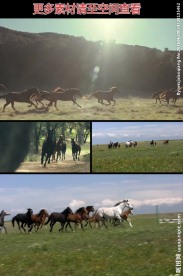 草原奔跑的马群实拍视频素材