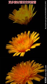 菊花开放实拍视频素材