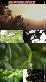 树丛树枝绿叶高清实拍视频素材