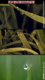 草叶上的露珠雨滴高清实拍视频素