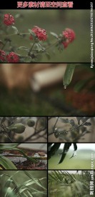 雨水打湿花草植物高清实拍视频素