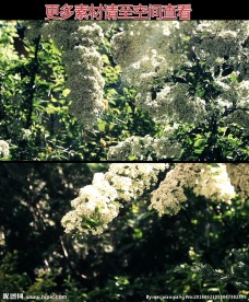 枝头白花高清实拍视频素材