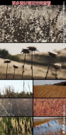 枯草丛高清实拍视频素材