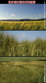 风吹麦田高清实拍视频素材