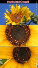 向日葵高清实拍视频素材