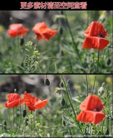 罂粟花高清实拍视频素材