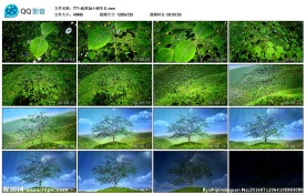 超美3d小树生长婚礼生长树背景