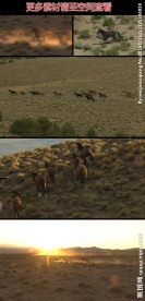 野马草原奔跑高清视频素材