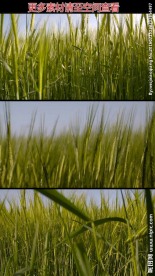 绿色小麦高清实拍视频素材