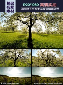 春天树上花开满枝