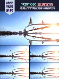 大桥湖面飞鸟