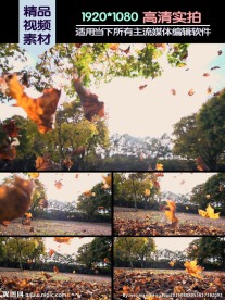 秋天落叶飘落慢镜头