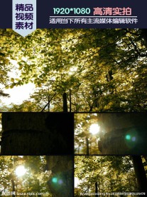 森林阳光穿透绿荫树叶