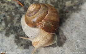 爬行的蜗牛