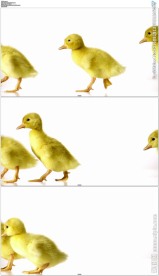 白背景小鸭子走路