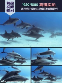 一群海豚海水中畅游视频素材