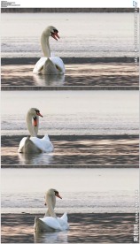 湖面上恩爱的天鹅情侣夫妻