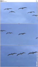 展翅飞翔的鹈鹕