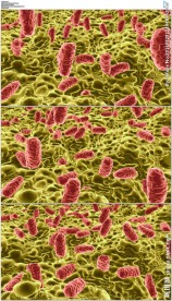 细菌病毒医学动画