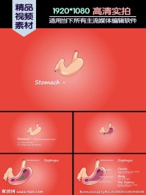 胃基本功能介绍演示动画