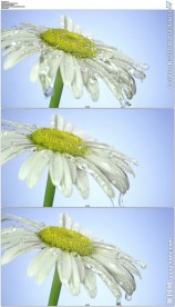 水流水滴倒在花朵上