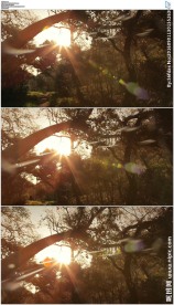 仰拍唯美树间阳光光芒光斑