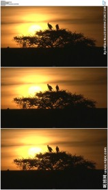 小鸟秘书鸟栖息在夕阳树梢上