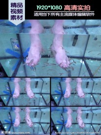 足疗鱼疗