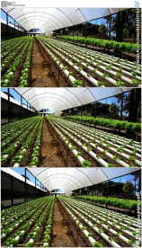 大棚蔬菜