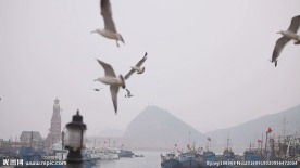 渔港和海鸥
