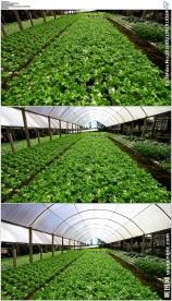 农业种植大棚蔬菜