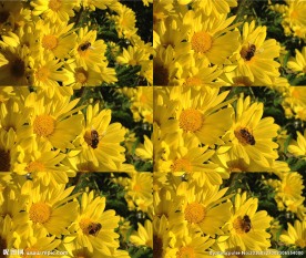 向日葵上的蜜蜂