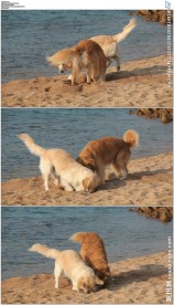 两只金毛在沙滩跑刨沙坑