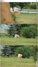 在公园追逐的两只小狗