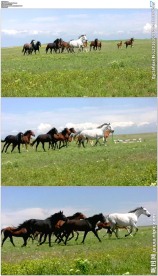 草原上奔腾的马群