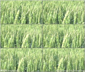 麦田青绿色小麦
