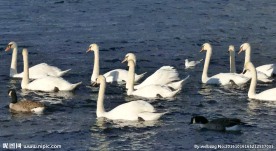 湖面上的天鹅群