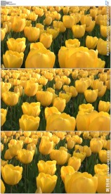 黄色郁金香花海