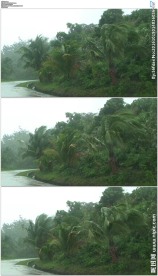 暴风雨吹打树木