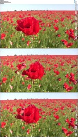 红色罂粟花海